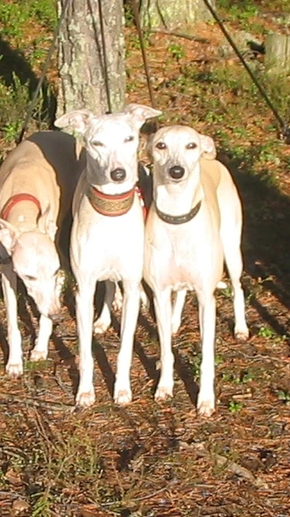 Siv , Muumi ja Toad Lokakuu 2007 